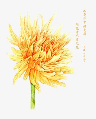 黄色菊花免抠