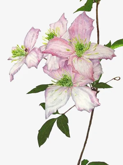 粉色花朵免抠