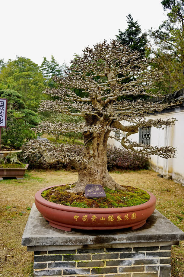 黄山植物免抠