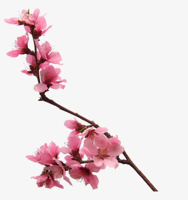 粉色桃花图片素材免抠