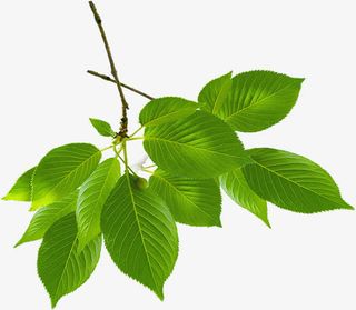 绿意美景树叶装饰春天免抠