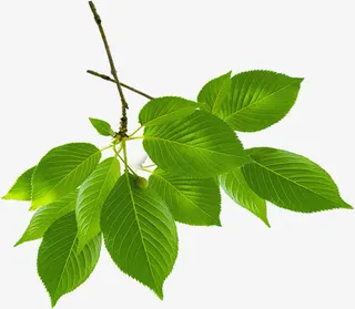 绿意美景树叶装饰春天免抠