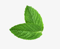 清新薄荷叶免抠