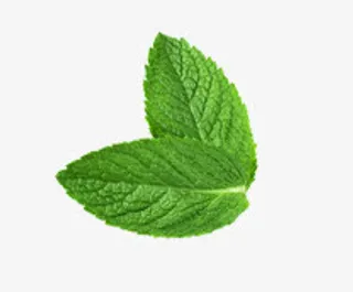清新薄荷叶免抠