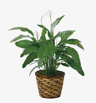 仿真白掌盆栽免抠
