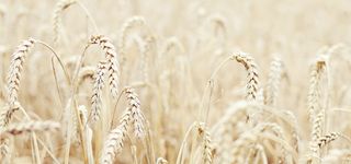 稻谷背景图高清