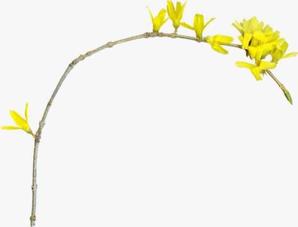 黄色花树枝免抠
