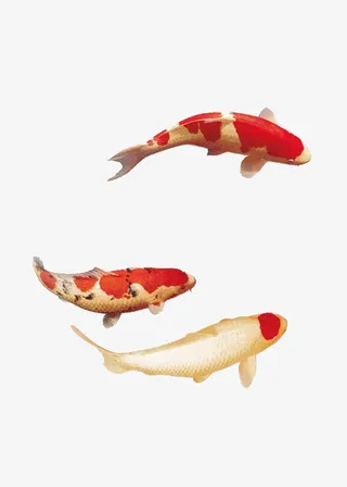 年年有余 金鱼免抠元素免抠