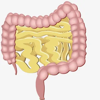矢量肠道器官免抠
