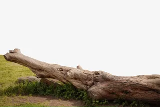 创意合成效果室外的枯木免抠