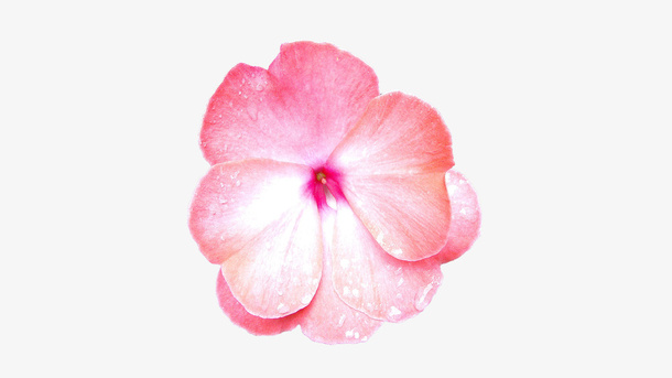 心形花瓣粉色花朵免抠
