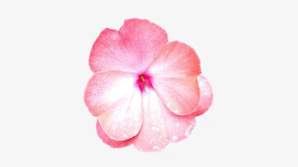 心形花瓣粉色花朵免抠