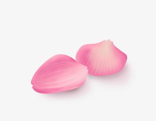 春天手绘玫瑰花免抠