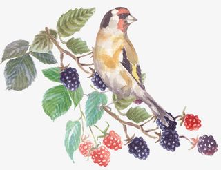 卡通手绘水果与鸟免抠