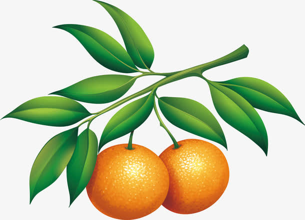砂糖橘树枝免抠
