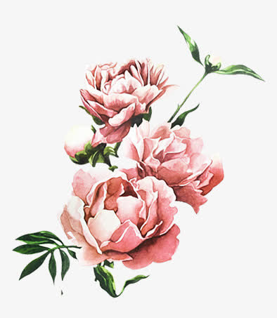 牡丹花花开粉色中国风免抠