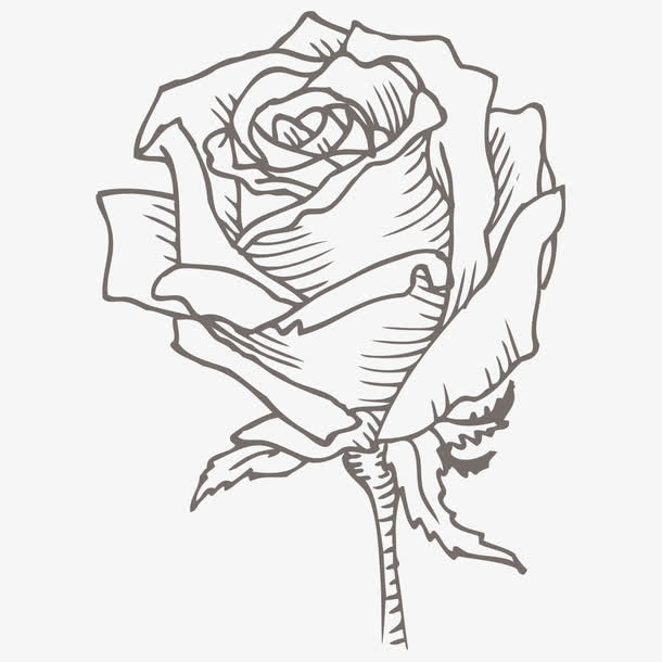玫瑰花素描免抠