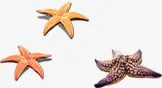 海边沙滩上的海星生物免抠
