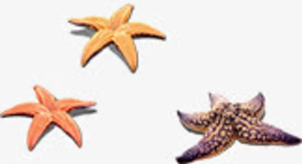 海边沙滩上的海星生物免抠