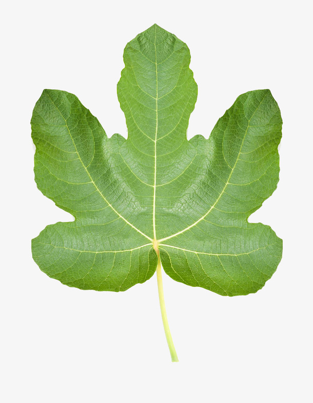 写实无花果叶子免抠