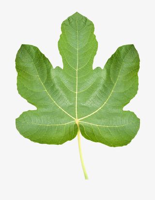 写实无花果叶子免抠