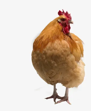 高清羽毛母鸡禽类免抠