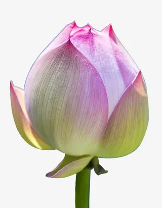 清新脱俗的莲花苞免抠