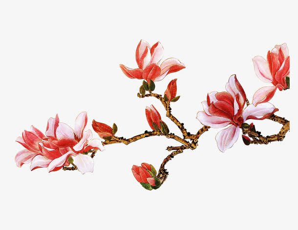 石榴花免抠