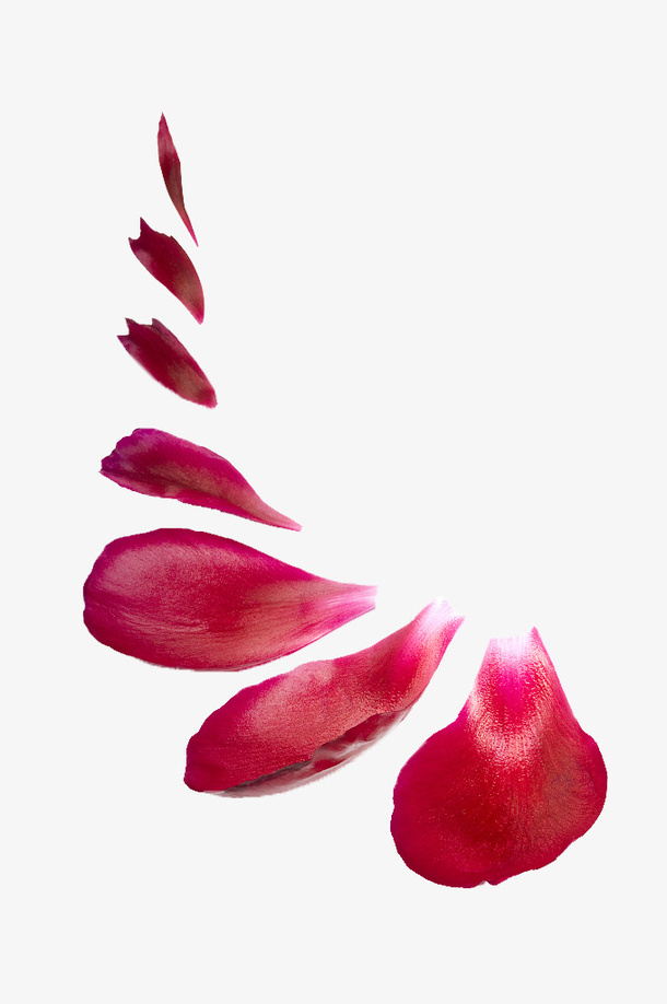 情人节浪漫玫瑰瓣布景免抠