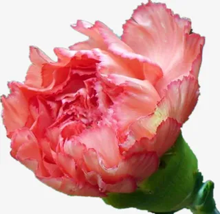 康乃馨花瓣花朵免抠