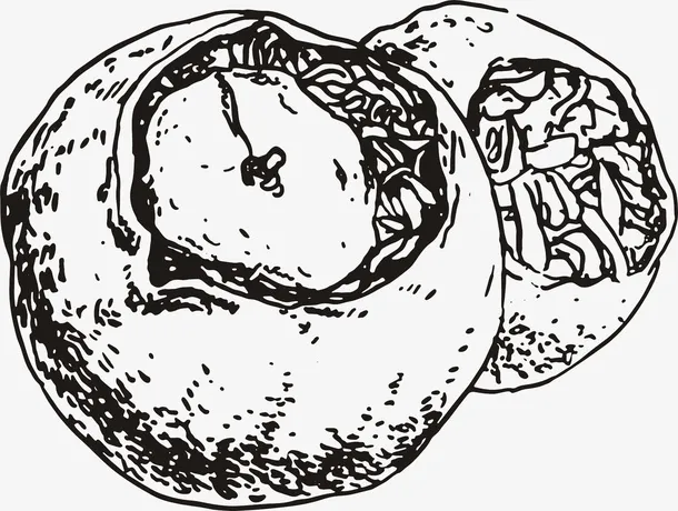 小青柑矢量图免抠