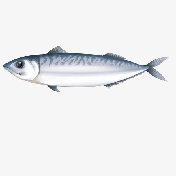 矢量秋刀鱼免抠