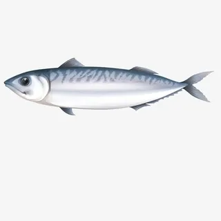 矢量秋刀鱼免抠