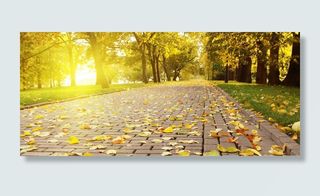 秋季阳光落叶背景高清