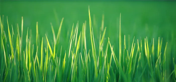 小清新绿色草地背景高清