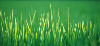 小清新绿色草地背景高清