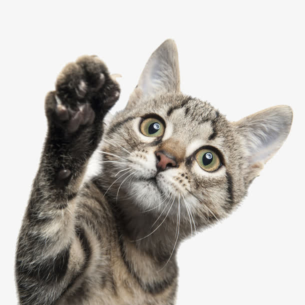 可爱的猫咪免抠
