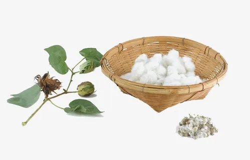 一筐棉花免抠 一筐棉花免抠