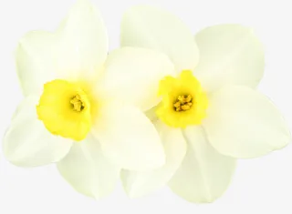 两朵黄色小花免抠