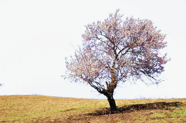 原野花树免抠