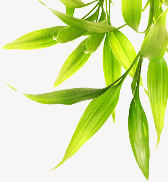 叶子玉米树叶子免抠