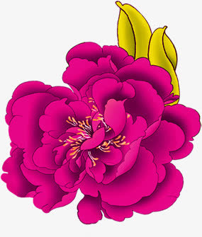 玫粉盛开菊花图片免抠