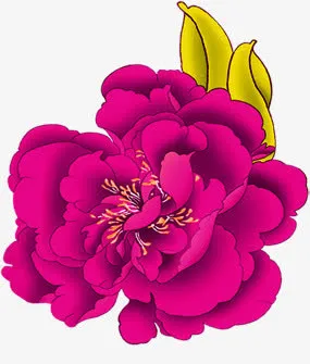 玫粉盛开菊花图片免抠