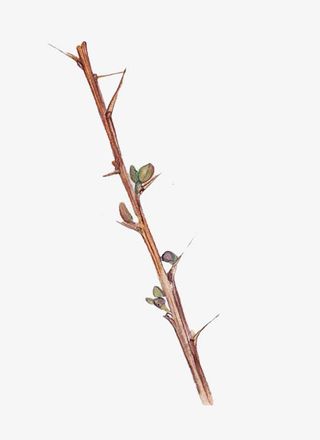 棕色带刺枯树枝免抠