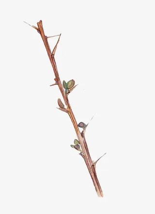 棕色带刺枯树枝免抠