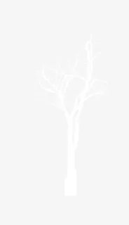 树，小树，小树枝，透明树枝免抠