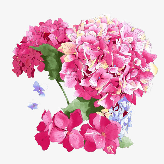 手绘粉色绣球花免抠