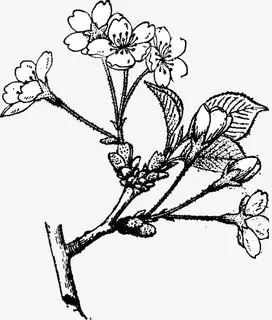 水墨画的中国风樱花免抠