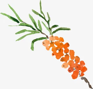 手绘水彩橙色果实免抠