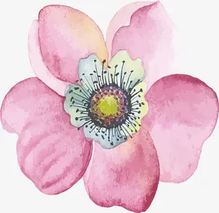 植物花朵PNG下载免抠